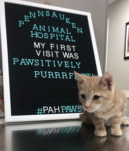 Pennsauken Animal Hospital Gallery - United States