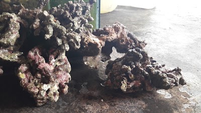 Photos of Marine Aquarium
