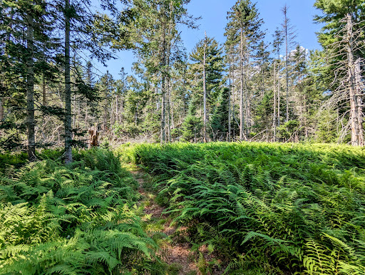 Greenbie Natural Area - Blue Hill Heritage Trust - Thumbnail