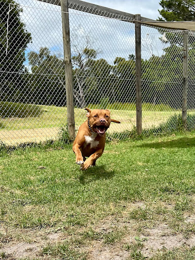 Country Pine Kennels & Cattery - Thumbnail