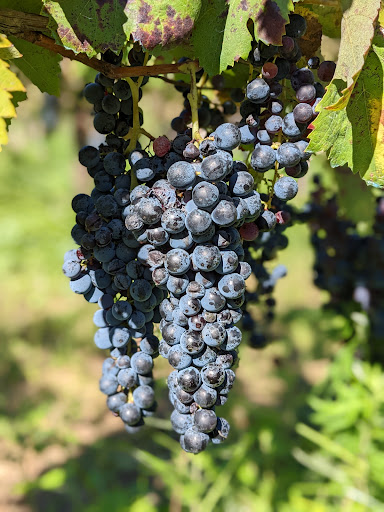 Le Vigne di Raito - Thumbnail