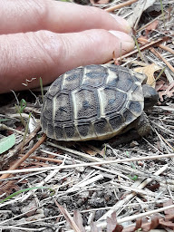 Photo n°20 de Simple Nature camping chez l'habitant écoresponsable Porto-Vecchio à Porto-Vecchio (Accueil de scouts)