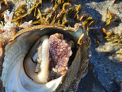 Carlsbad Tide Pool Gallery - United States