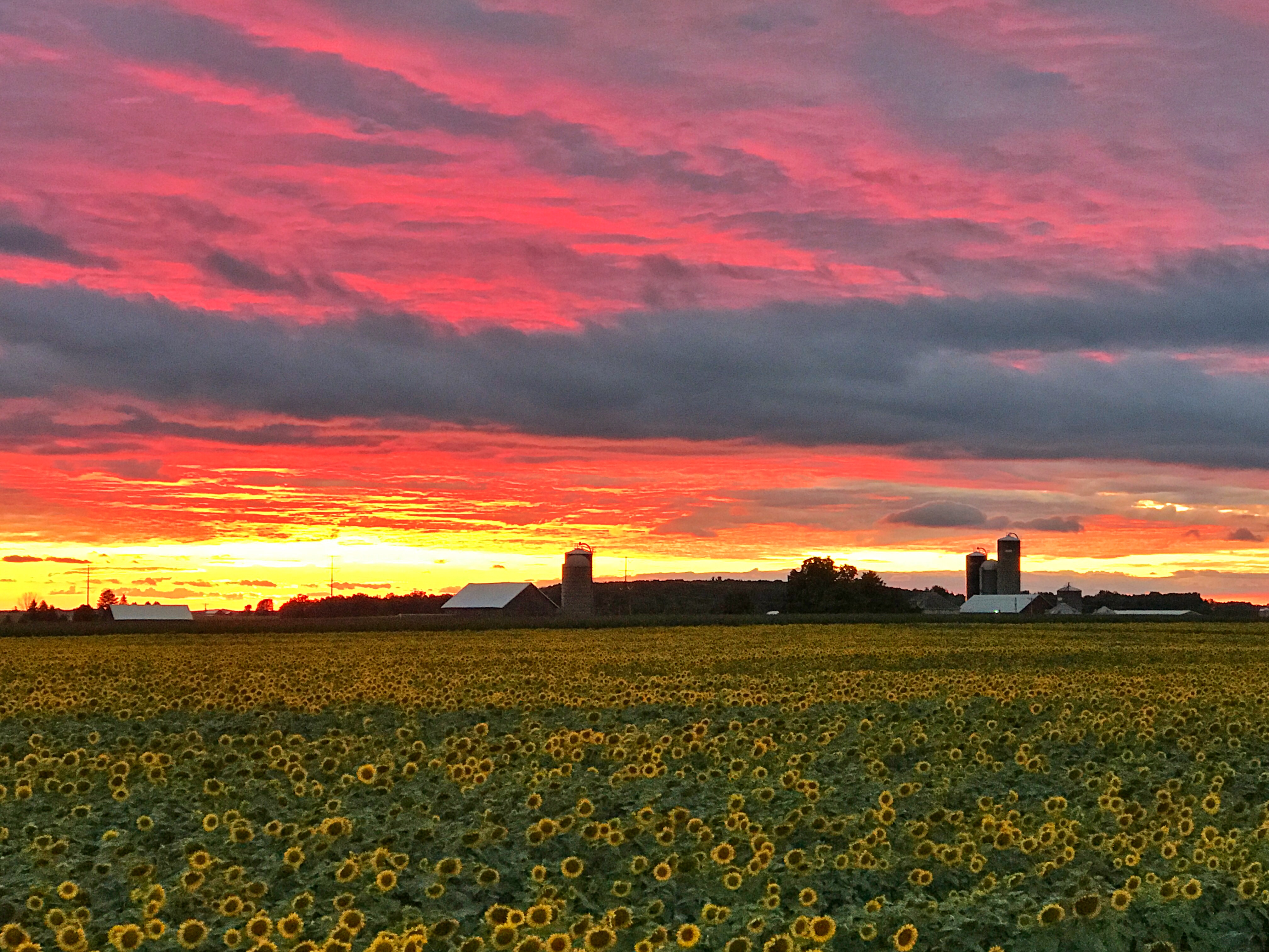 Bergsbaken Sunflower Farms