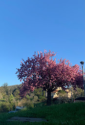 Photo n°1 de Massages Vaugneray Shiatsu et Thaï Stéphanie Colombin à Vaugneray (Massothérapeute)