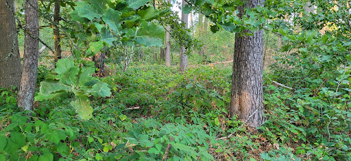 Spitzwald - Visual