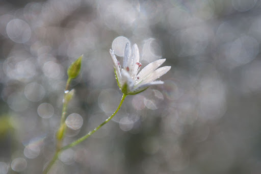 Pomoc Psychologiczna Anna Skobiej