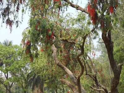 Photos of Bon Gobeshonagar High School বন গবেষণাগার উচ্চ বিদ্যালয়
