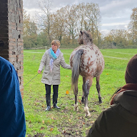 Cécile Lavault et les chevaux à Savigné-l'Évêque