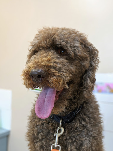 Sunshine Vet Clinic - Thumbnail