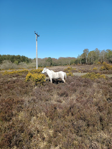 New Forest - Visual