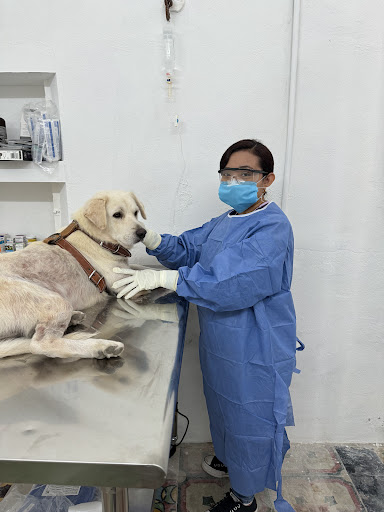 Veterinaria Petsville Telchac Puerto