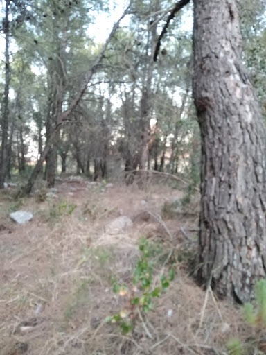 Bosco del Santissimo - Thumbnail