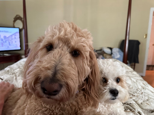 For Pets' Sake - Thumbnail