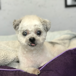 Photo n°27 de Puppy Doux Toilettage à Lamorlaye (Toiletteur)