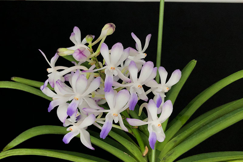 国際園芸（株）