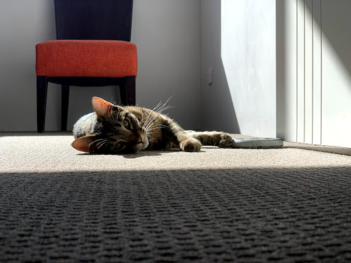 Hammond Park Veterinary Clinic Gallery - Australia