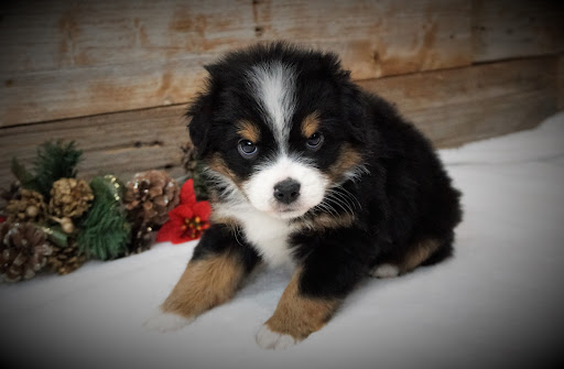 Cowboy Company K9s Miniature Australian Shepherd, Toy Australian Shepherd - Thumbnail