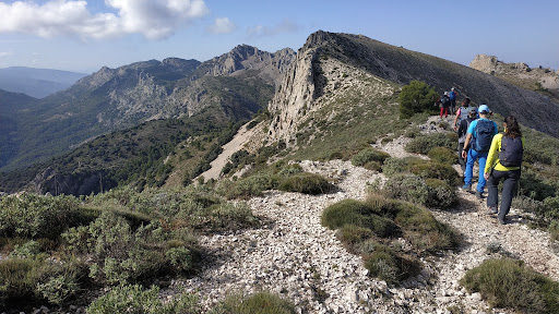 Mallá del llop