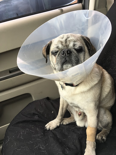 Kchorros Hospital Veterinario - Thumbnail