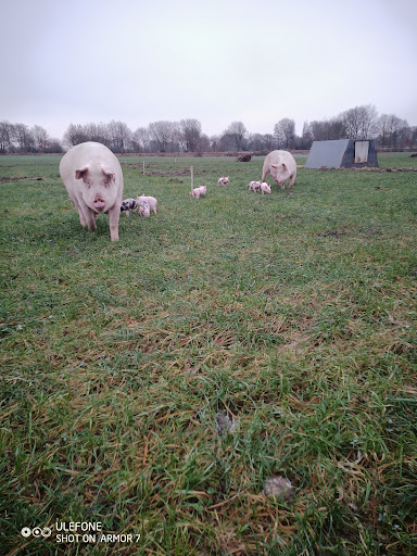 Freilandschweine - Thumbnail