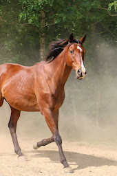 Photo n°17 de Ecurie d Arrosa à Bergouey-Viellenave (Centre de randonnée équestre)