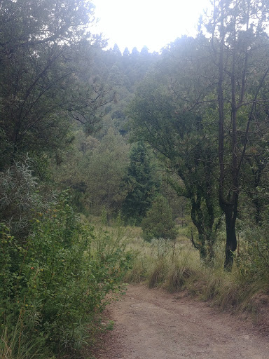 Bosque Cercano Al Nevado De Toluca - Thumbnail
