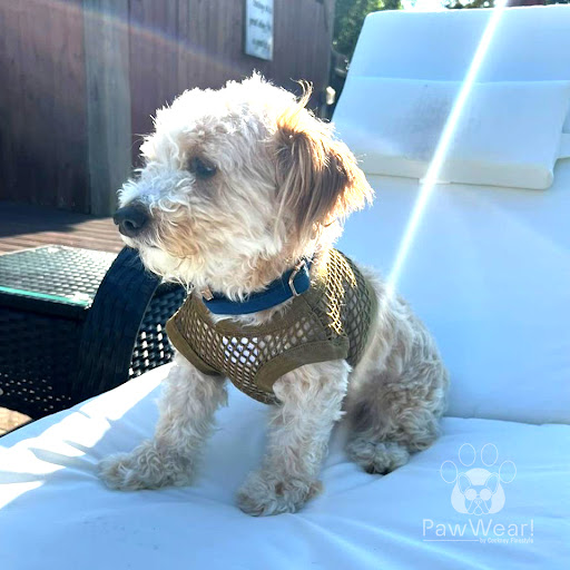 Paw Wear Dog Mesh - Thumbnail