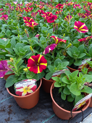 Blackwood Garden Centre - Thumbnail