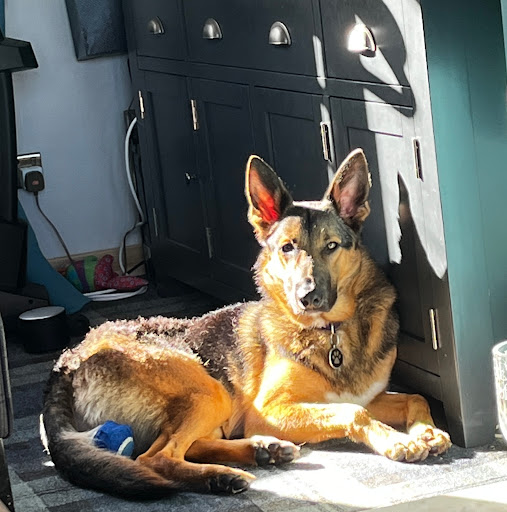 Levernbank Kennels - Thumbnail