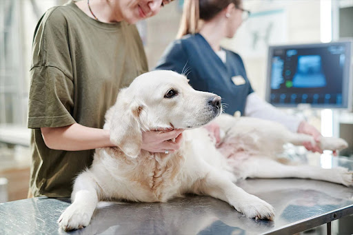 Pet health care services in Gota are designed to provide comprehensive and compassionate medical… post image