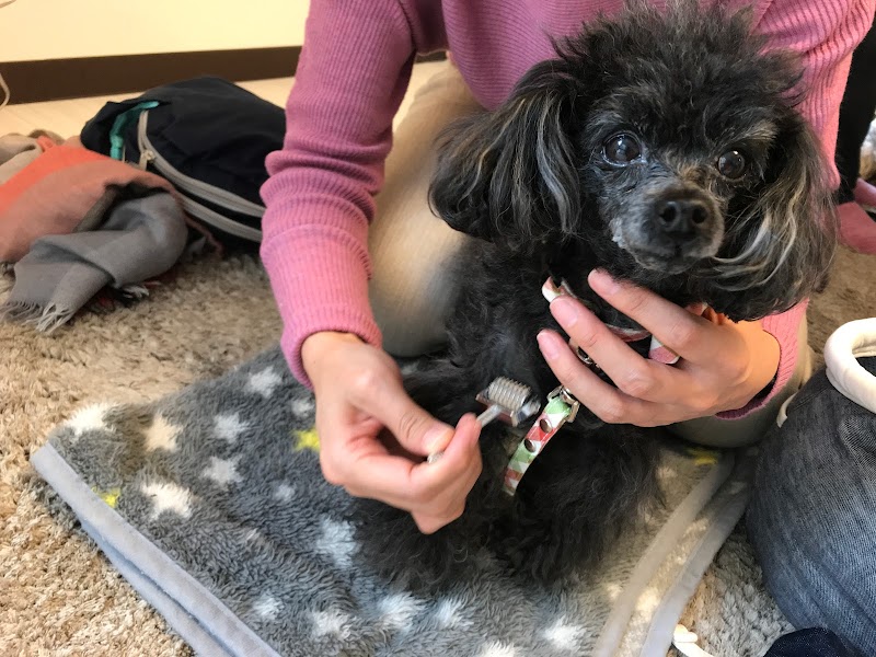 滋賀ペット治療院