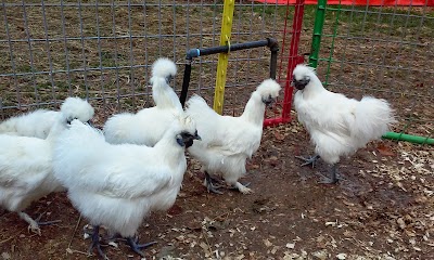 Green Meadows Farm New York