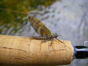 Photo n°3 de La Pêche à la Mouche à Saint-Pée-sur-Nivelle (Site de pêche)