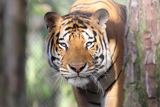 McCarthy's Wildlife Sanctuary