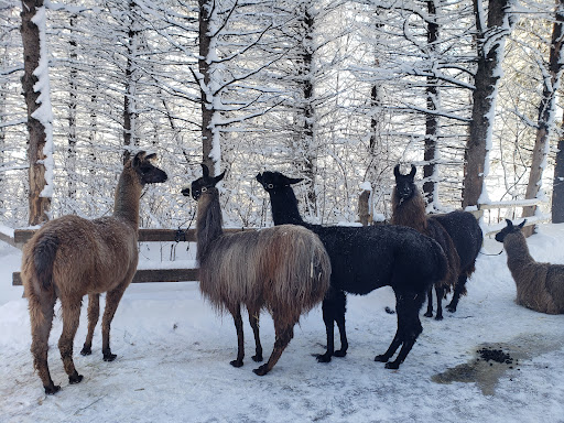 Carlson's Llovable Llamas Gallery - United States