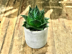 Photo n°13 de Auque & Vong Artisan Fleuriste à Paris (Service de plantes d'intérieur)
