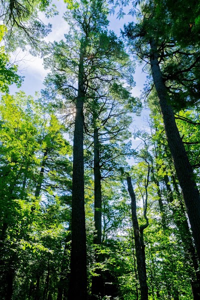Photos of Estivant Pines