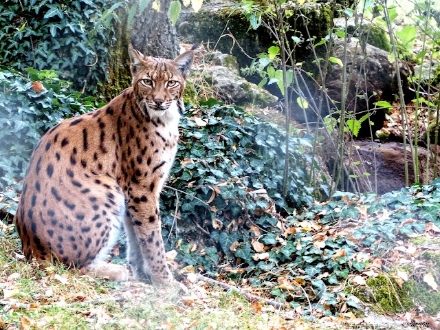 Réserve zoologique de la Haute-Touche