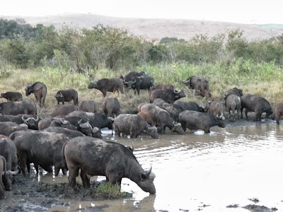 Photos of Dinizulu Safaris