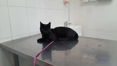 veterinary-care