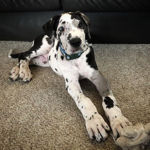 Great Dane puppies Gallery - United States