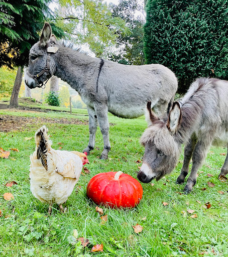 DOMAINE DE OUEZY - FERME PEDAGOGIQUE DE OUEZY - Thumbnail