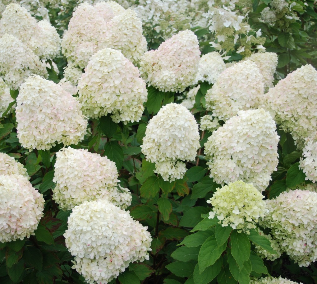 Shrubs & Trees Depot, LLC