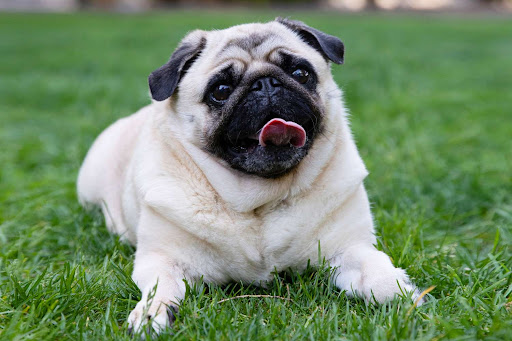 Pet Toy Online shop - Thumbnail