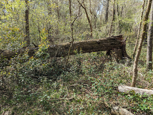 San Felasco State Hammock Preserve Parking - Thumbnail