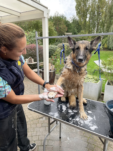 Médor et Marine - Toilettage grands chiens et chats à domicile