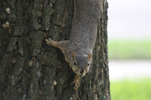 Nessler Park - Visual