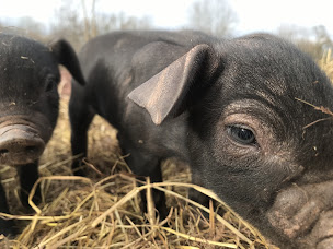 Photo n°3 de Ferme du Haut Cazal à Castelnau-Durban (Élevage laitier)