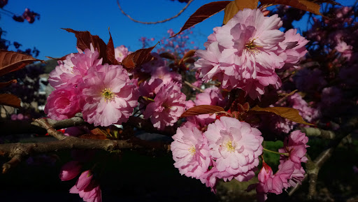 Dollar Cherry Blossom - Thumbnail